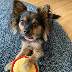 Meet your Posher, Asha